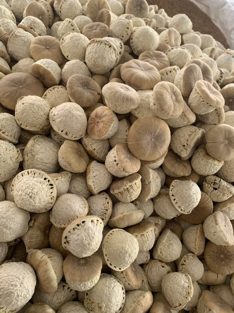 大果风流果，价位优惠，欢迎咨询，量大从优。