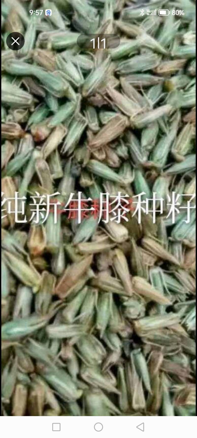 怀牛膝籽干净籽粒饱满