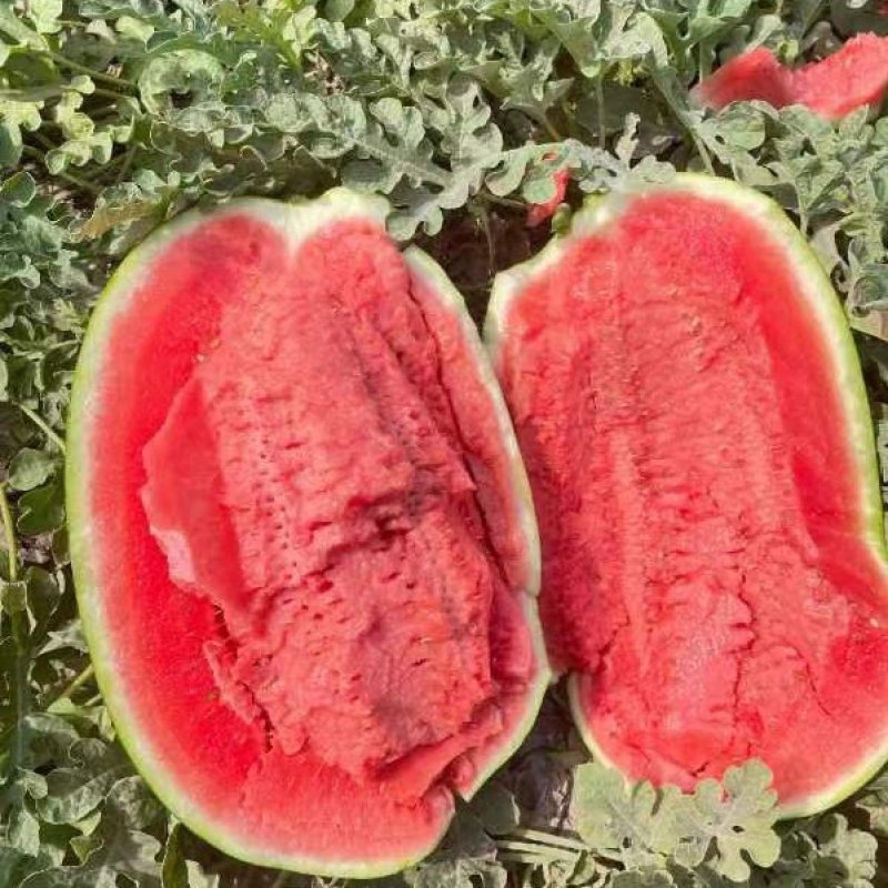 精品宁夏青铜峡金花6西瓜大量上市质量保证代发全国