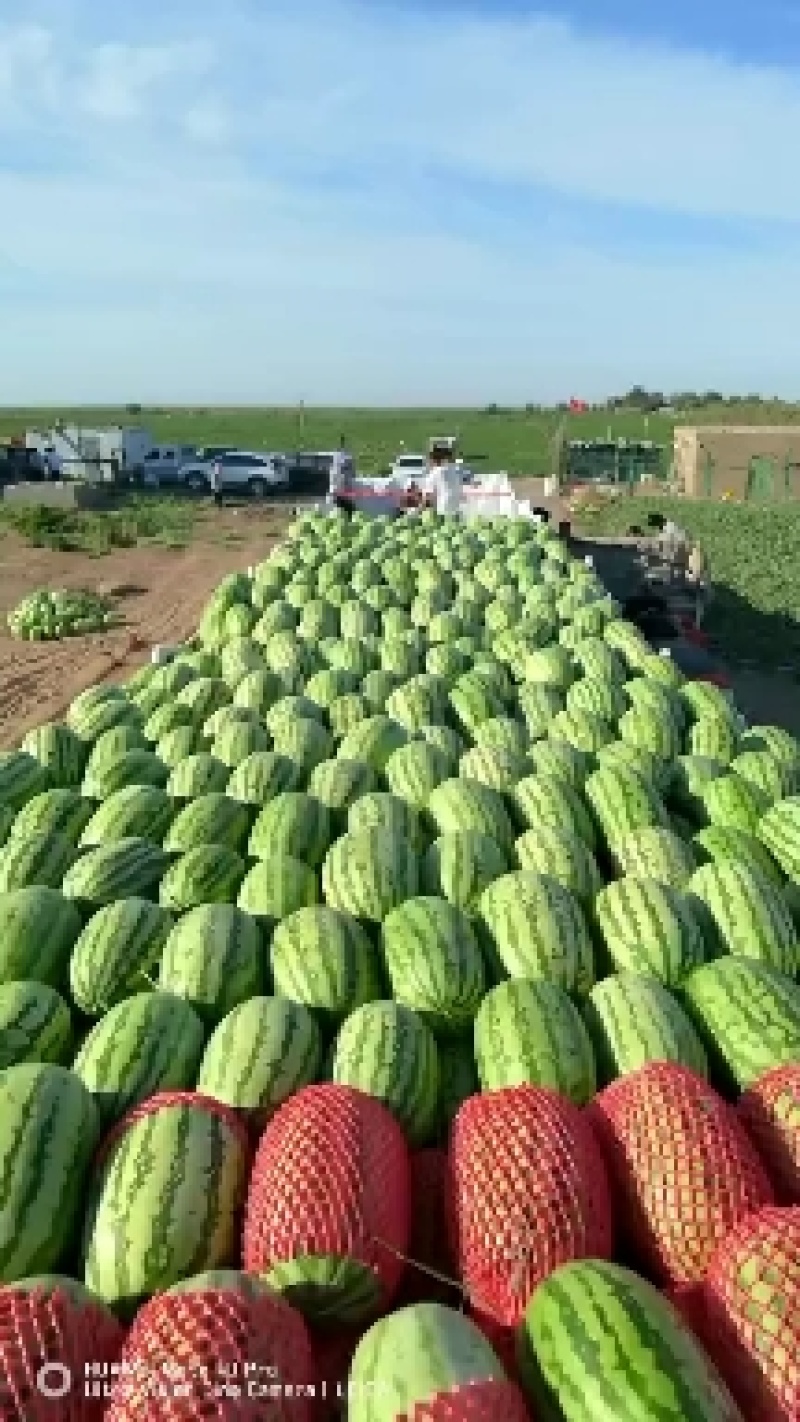 精品宁夏青铜峡金花6西瓜大量上市质量保证代发全国