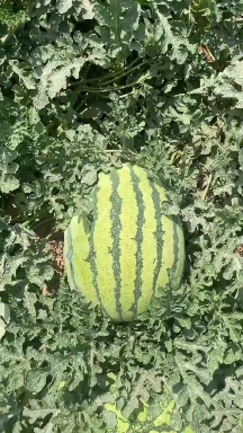 精品宁夏青铜峡金花6西瓜大量上市质量保证代发全国