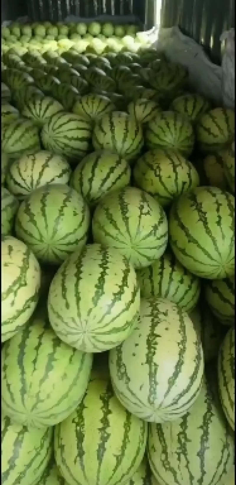 精品宁夏青铜峡金花6西瓜大量上市质量保证代发全国