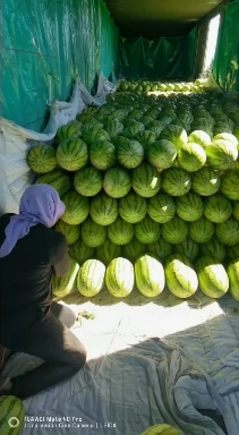 精品宁夏青铜峡金花6西瓜大量上市质量保证代发全国