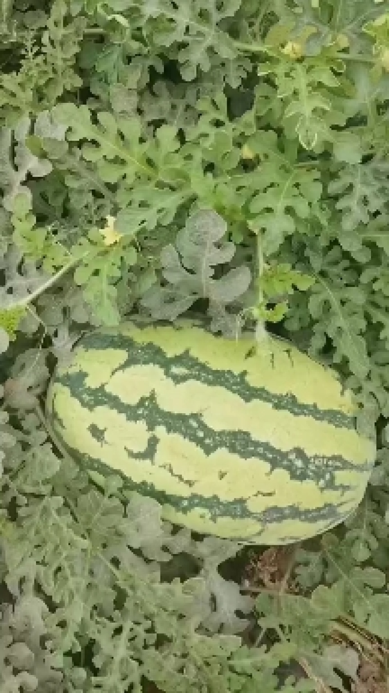 精品宁夏青铜峡金花6西瓜大量上市质量保证代发全国