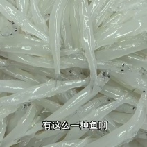 岗南水库银鱼