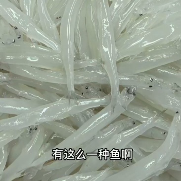 岗南水库银鱼