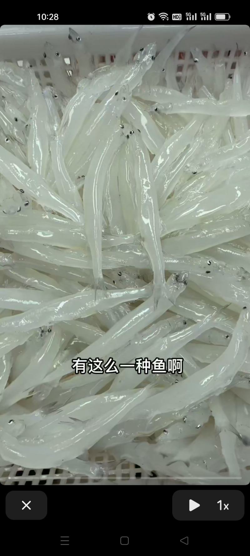 岗南水库银鱼