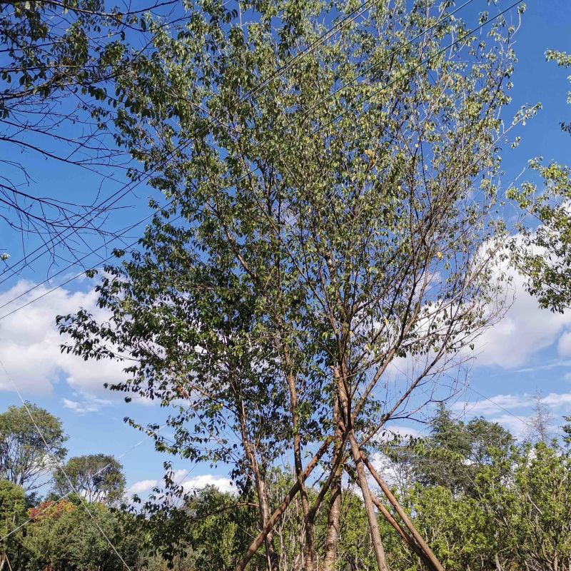 丛生冬樱花移栽苗，熟苗，全冠苗，断根苗，地苗，