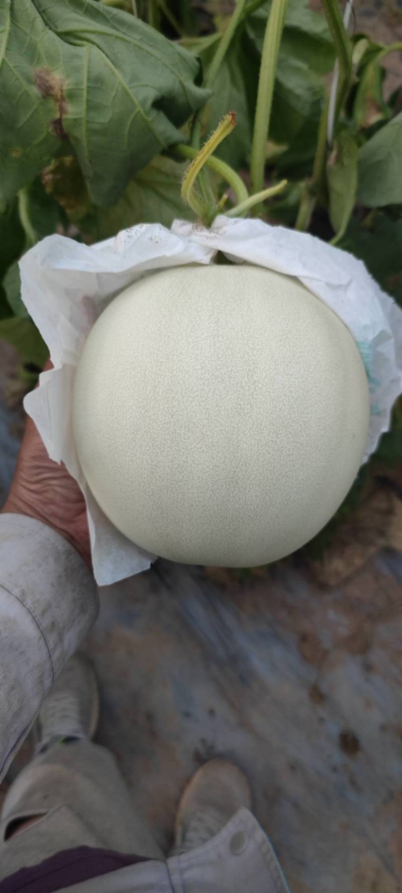 玉姑大量有货没别的就是便宜