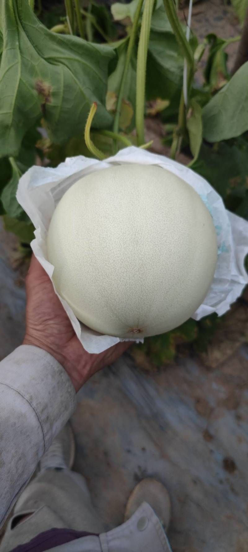 玉姑大量有货没别的就是便宜