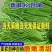长豆角直供大产区货量大一手货源价格低供货全国量大