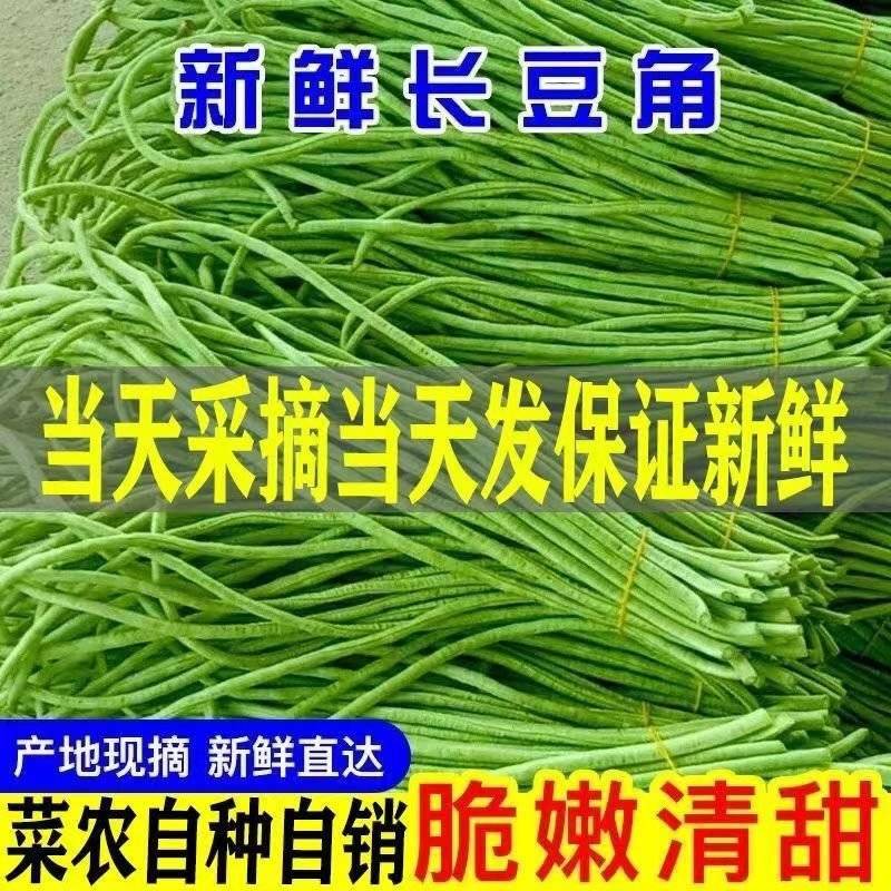 长豆角直供大产区货量大一手货源价格低供货全国量大