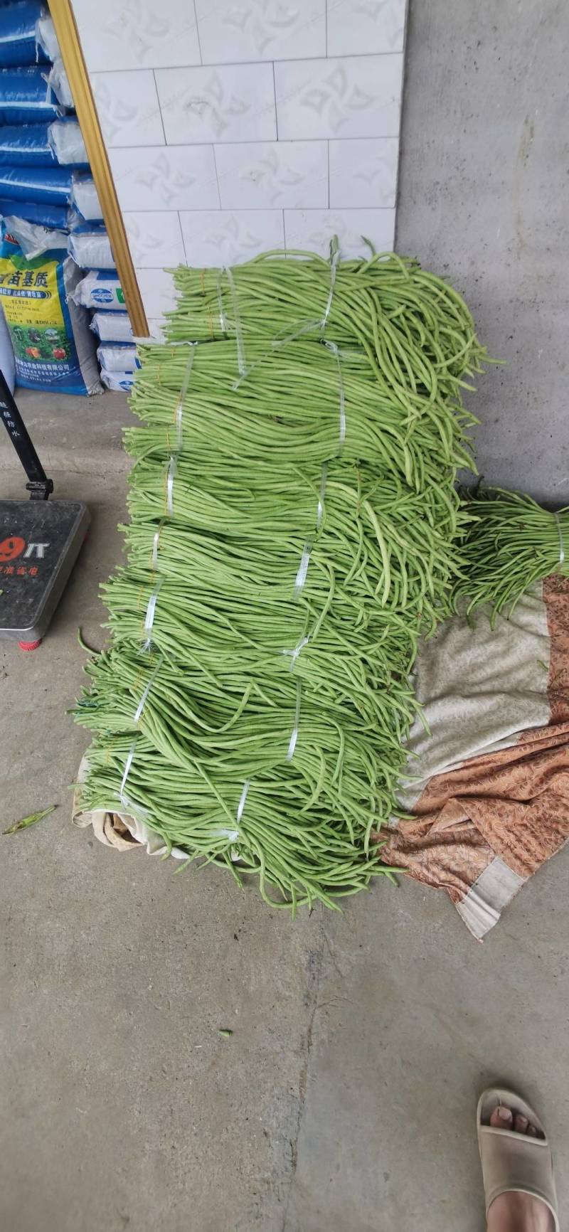 长豆角直供大产区货量大一手货源价格低供货全国量大