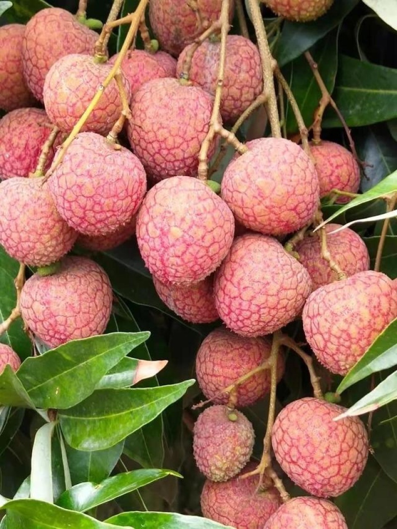 黑叶荔枝