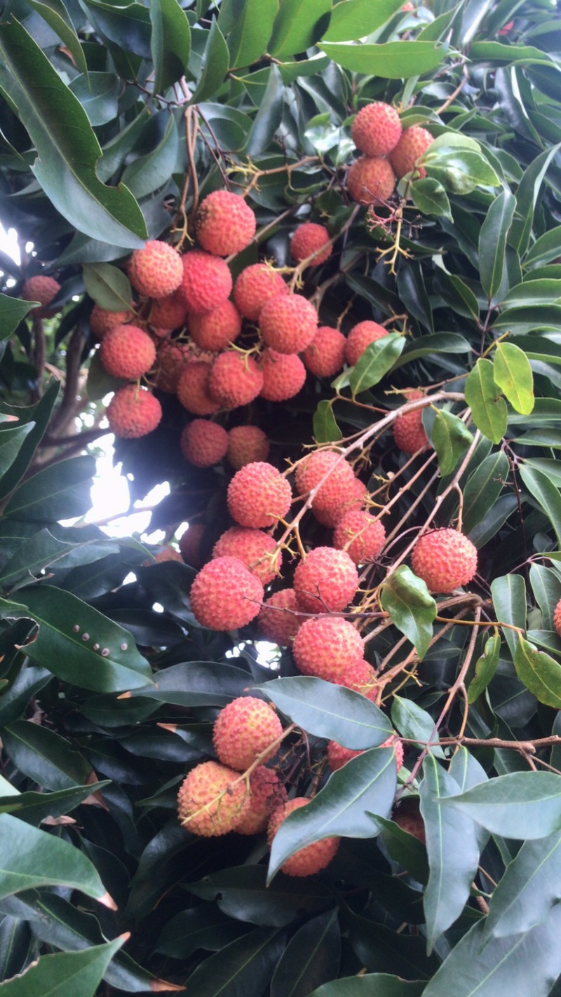 黑叶荔枝