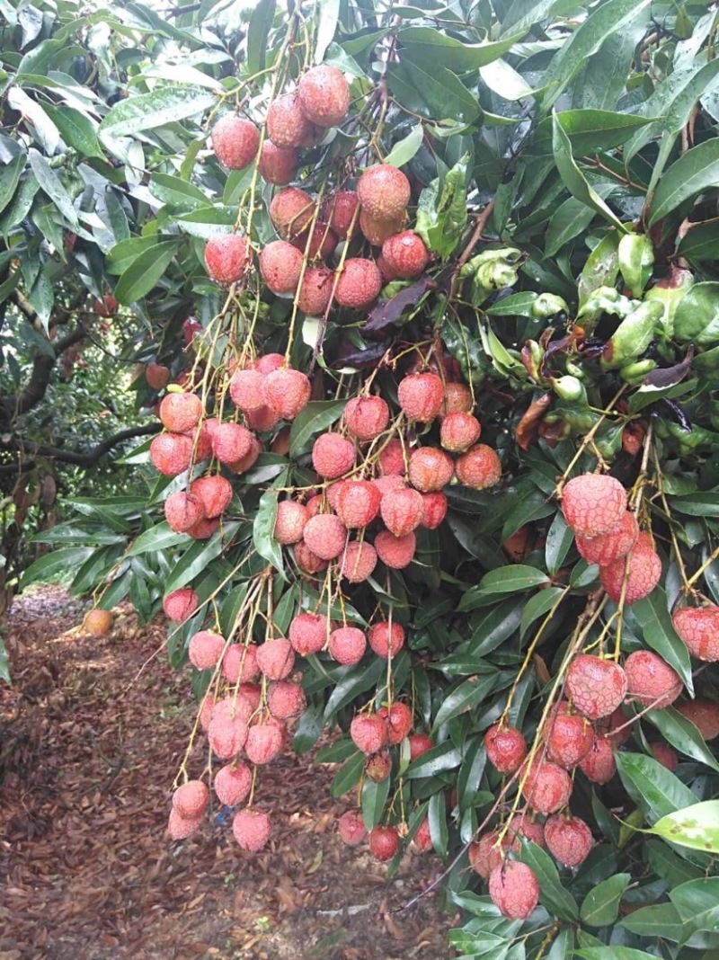 黑叶荔枝