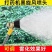 农用高压喷枪黑旋风可调雾化气涡流打药机喷雾器防风水枪喷药