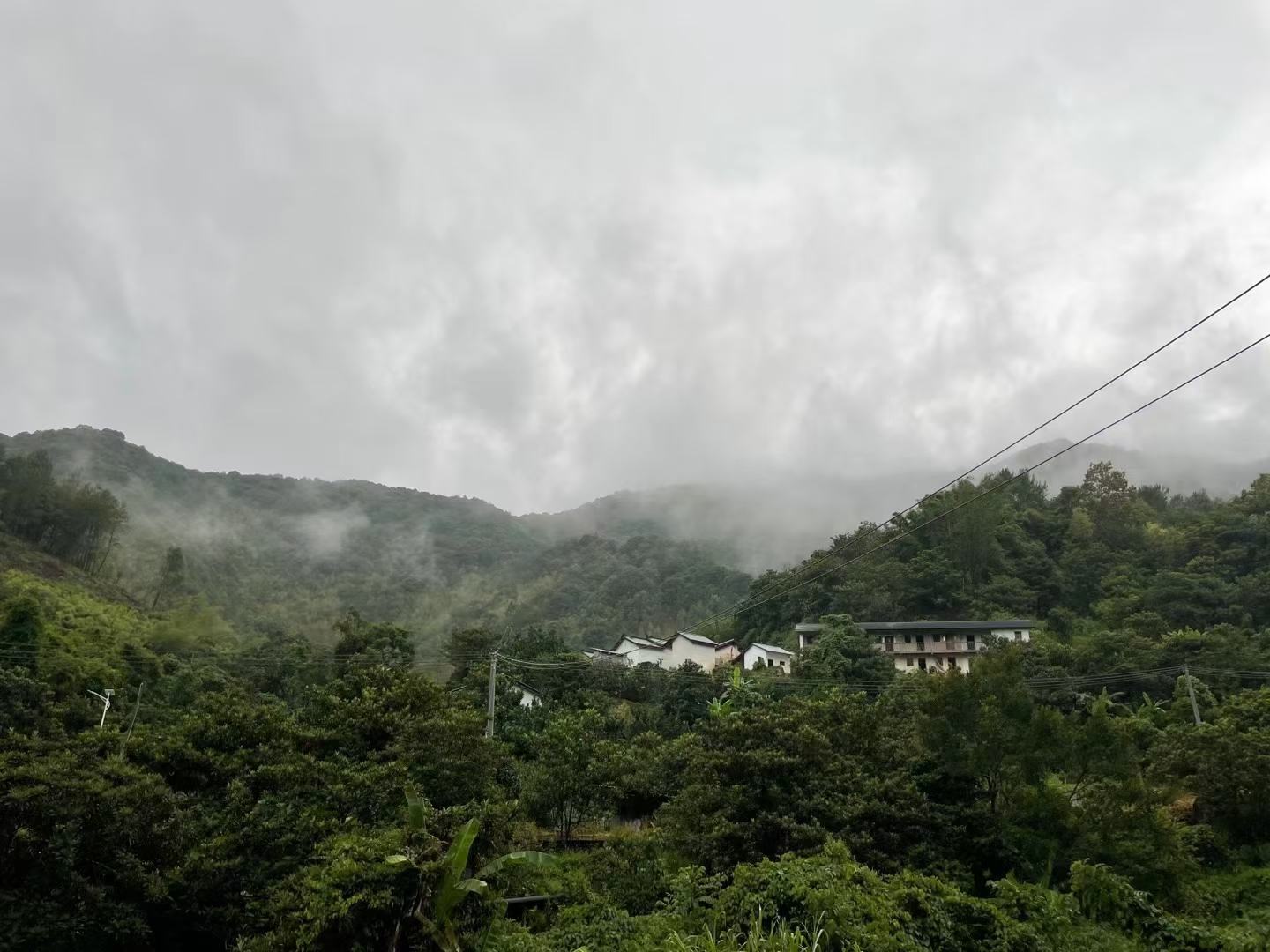 春雪桃与乡村风光融合