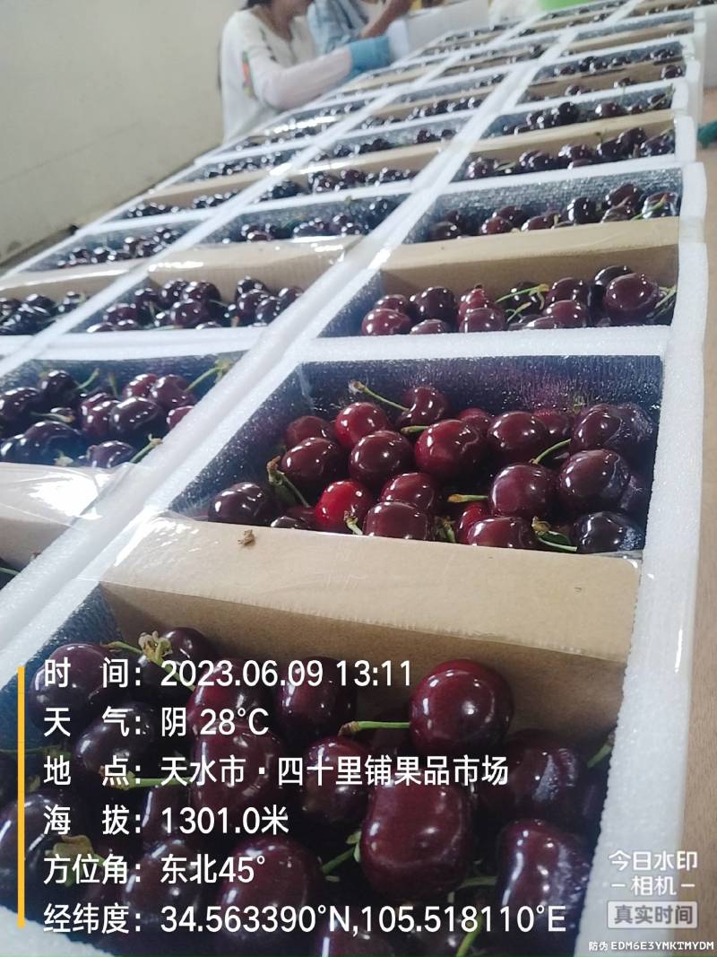 精品甘肃天水高山大樱桃口感鲜美大量上市全国包邮欢迎订购