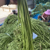 精品青条长豆角