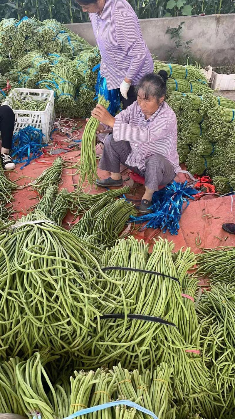 精品青条长豆角