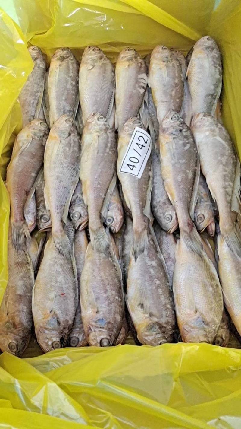 大黄花鱼东海精品真空独立包装50件起批量大从优