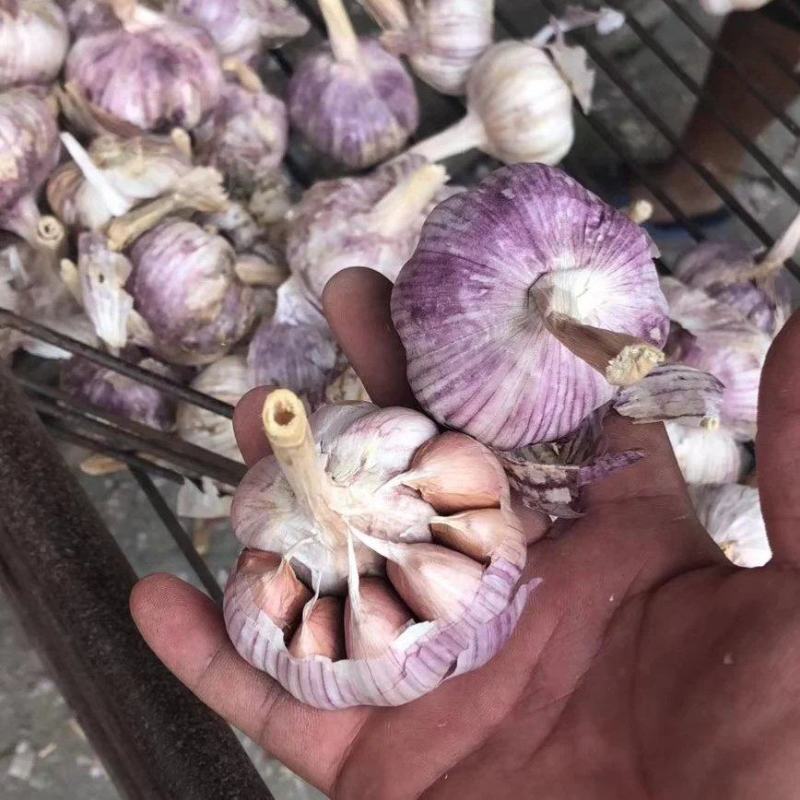 2025年精品新鲜蒜，干大蒜开始出售中