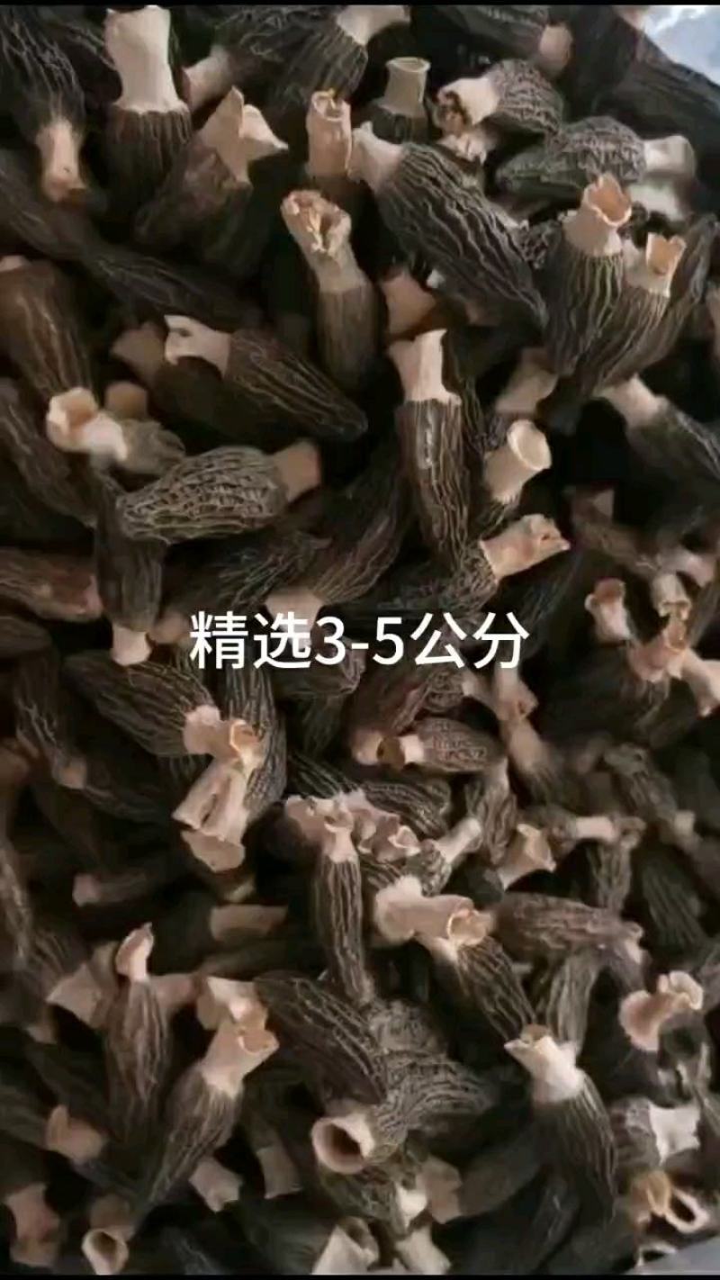 新货小包礼品装羊肚菌