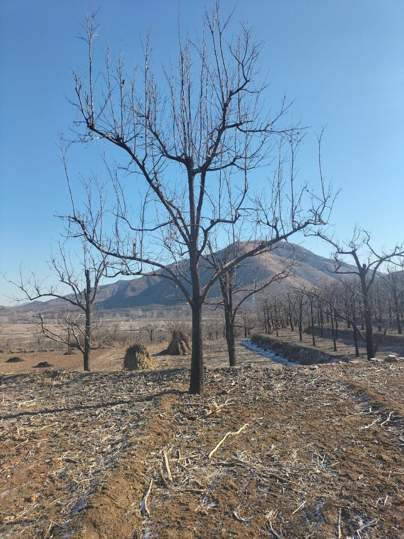 柿子树20公分15公分，10公分，8公分