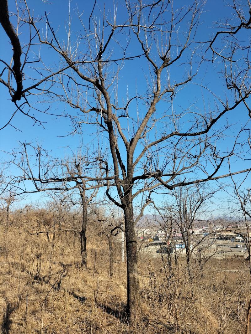 柿子树20公分15公分，10公分，8公分