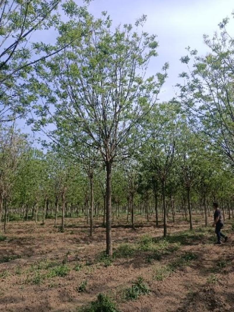 20公分国槐假植苗