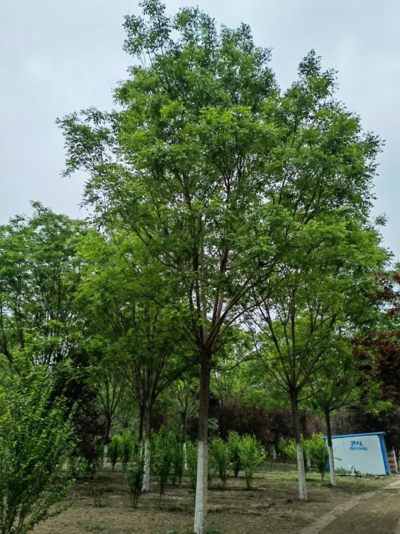 20公分国槐假植苗