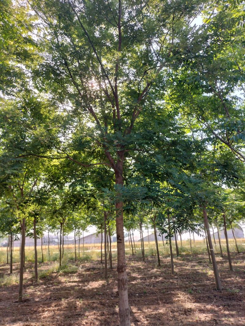 20公分国槐假植苗