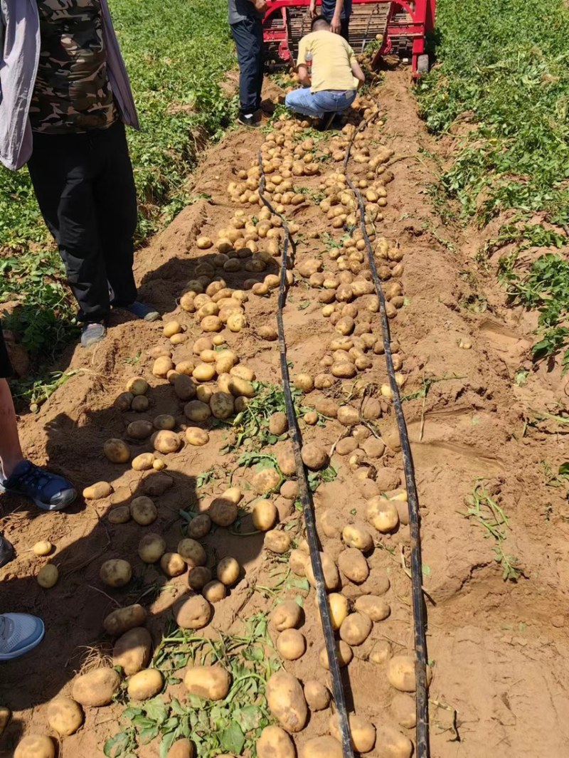 实验一土豆基地直发货源充足价格不高