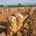 实验一土豆基地直发货源充足价格不高