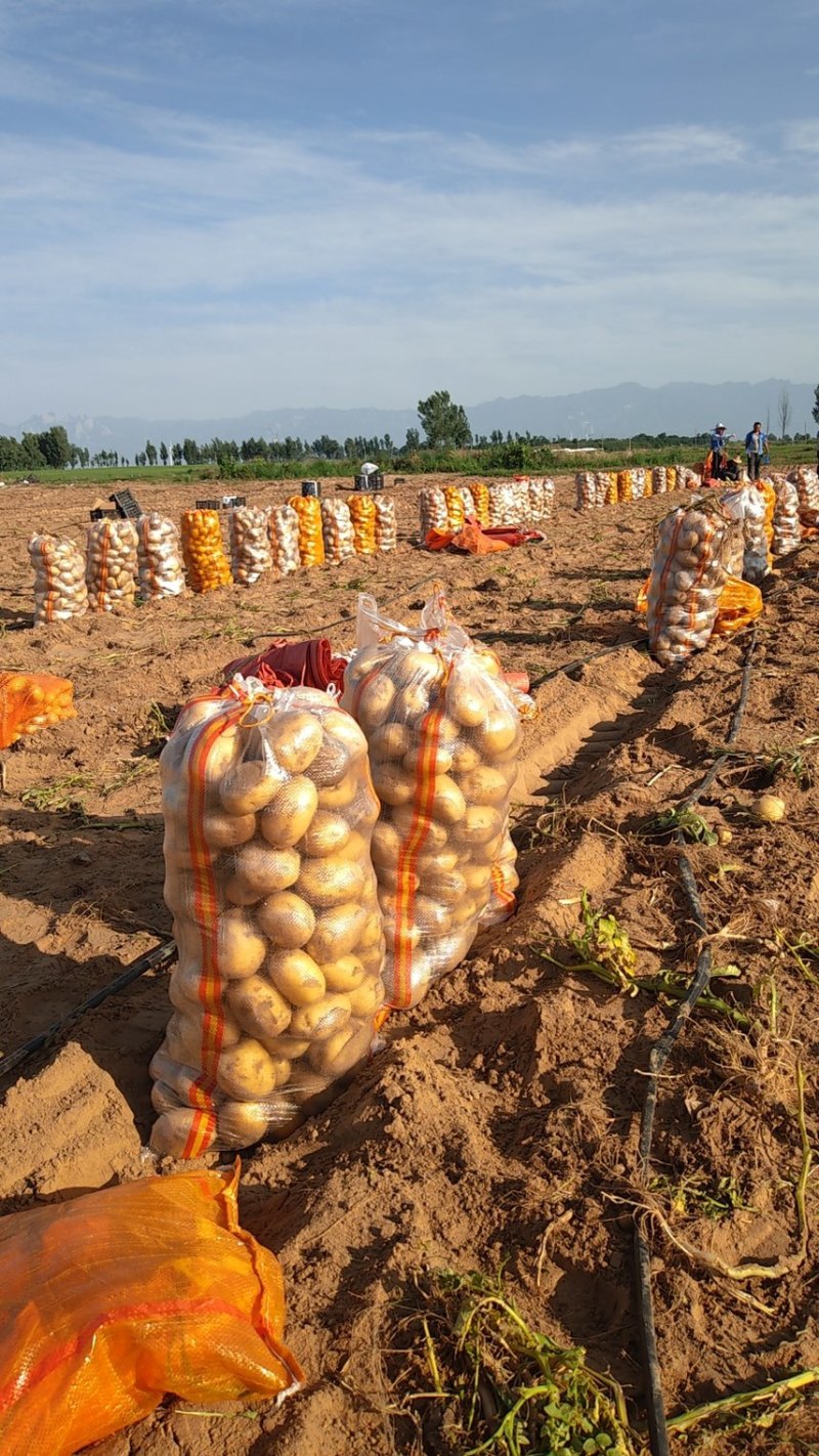 实验一土豆基地直发货源充足价格不高