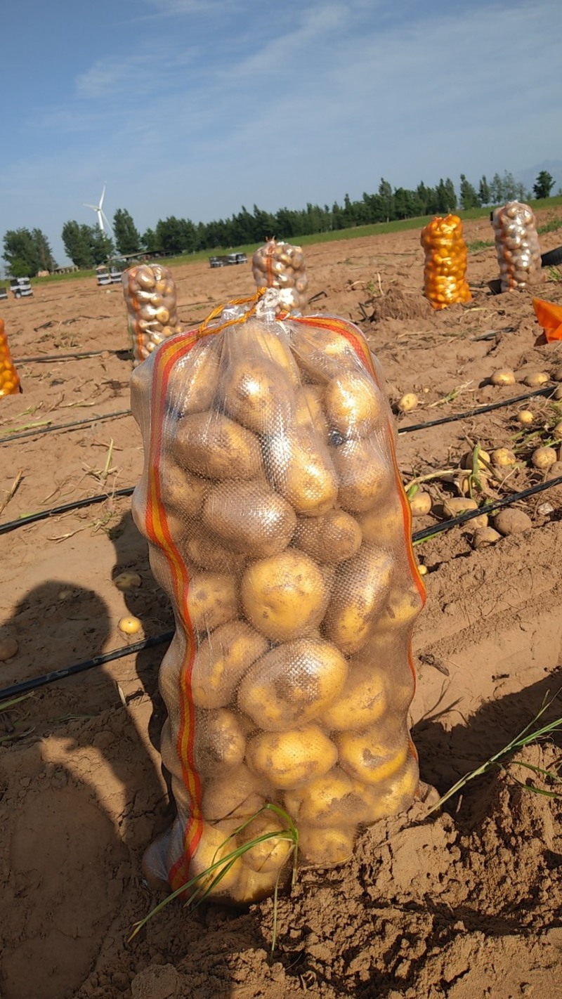 实验一土豆基地直发货源充足价格不高