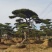 造型松景观松迎客松