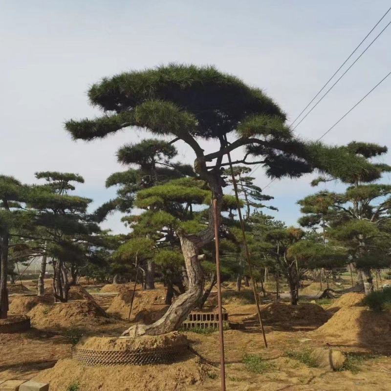 造型松景观松迎客松