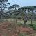 造型松景观松迎客松
