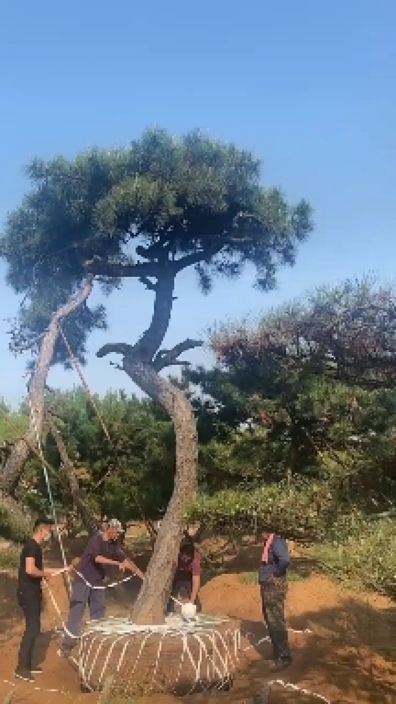造型松景观松迎客松