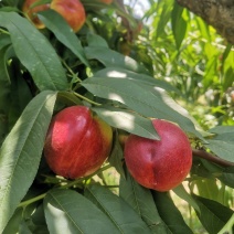 中油四号油桃