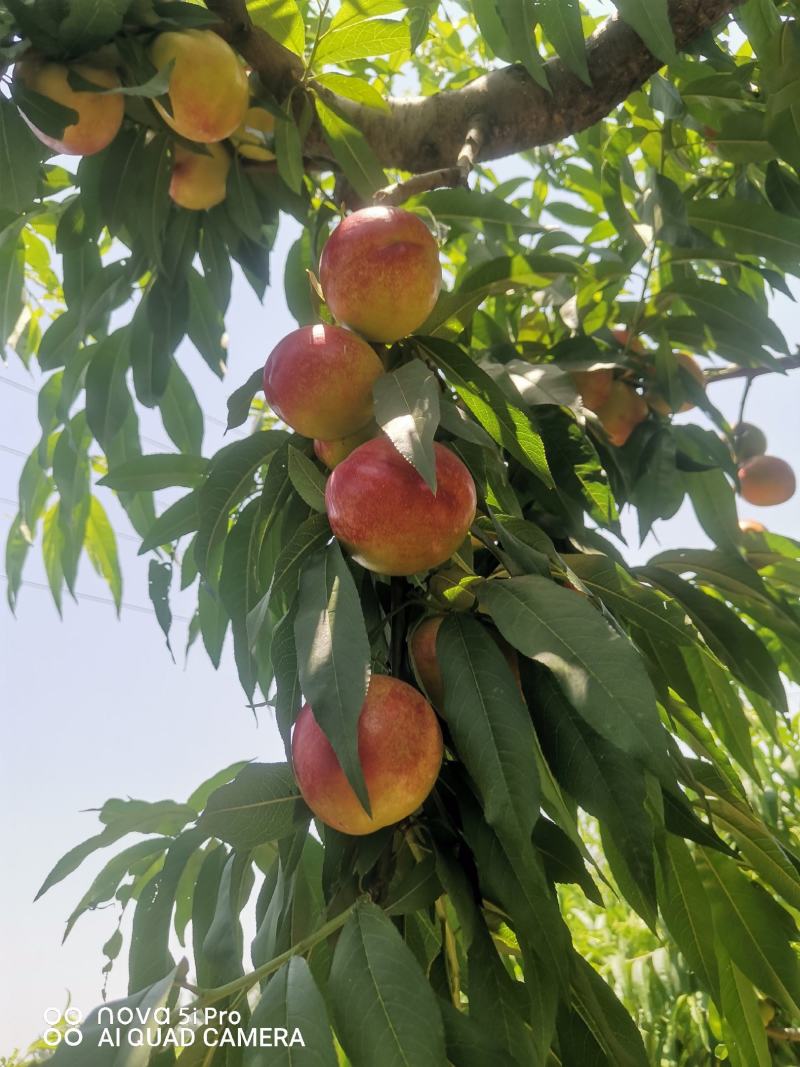 中油四号油桃