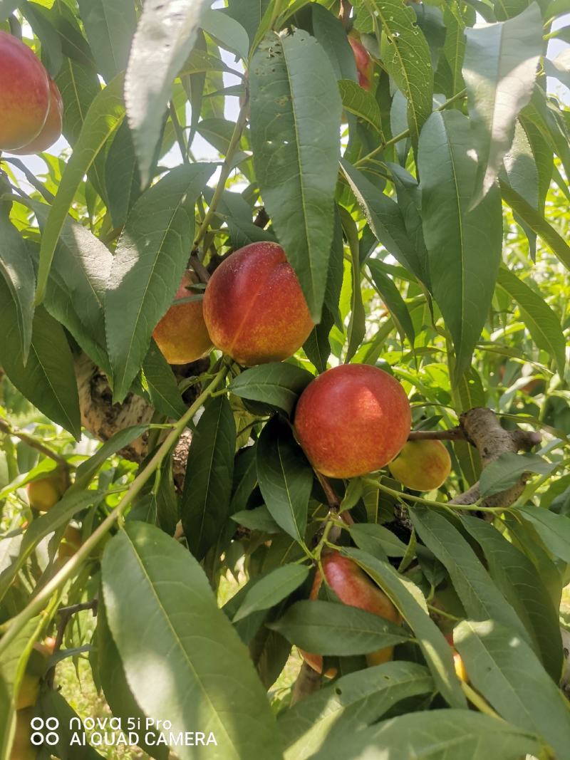 中油四号油桃