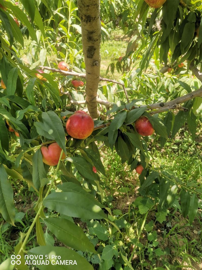 中油四号油桃