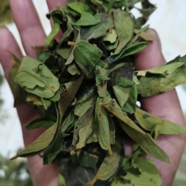 贵州野生金银花叶子，质量保证欢迎采购诚信经营！！