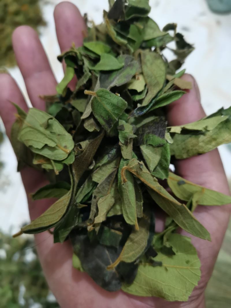贵州野生金银花叶子，质量保证欢迎采购诚信经营！！
