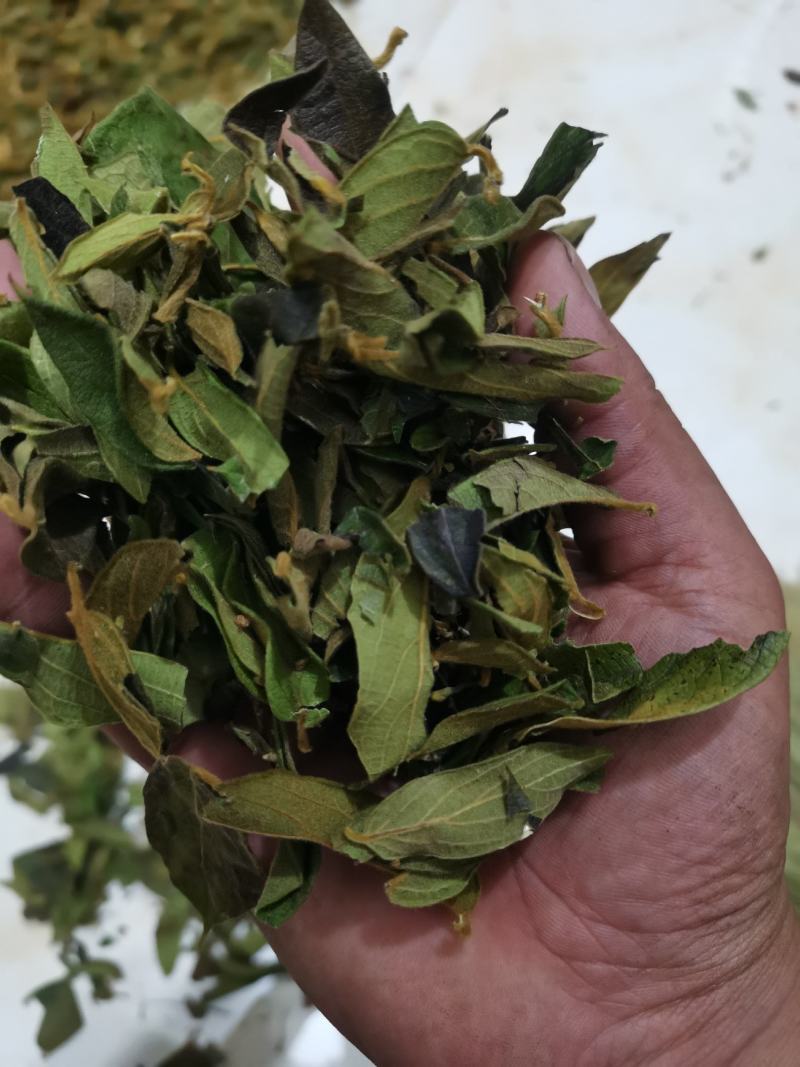 贵州野生金银花叶子，质量保证欢迎采购诚信经营！！