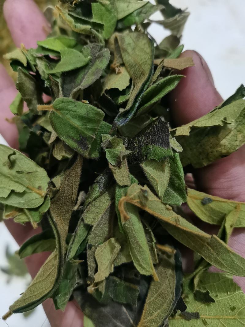 贵州野生金银花叶子，质量保证欢迎采购诚信经营！！