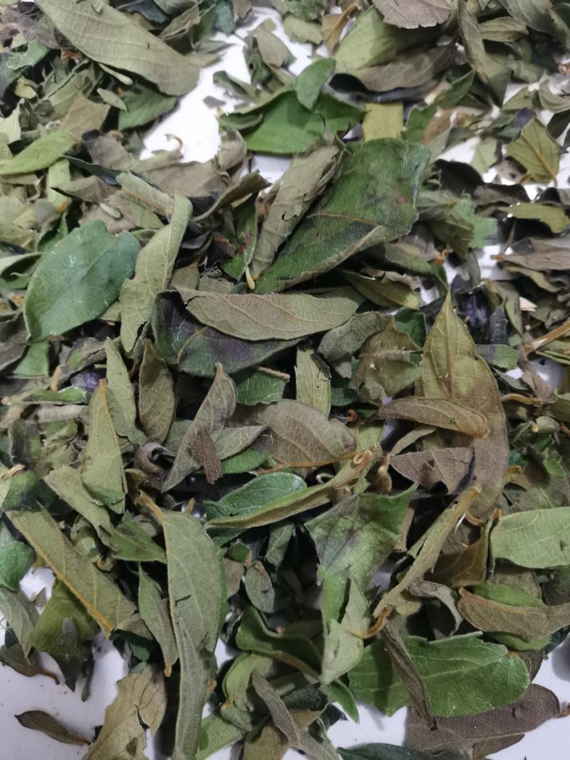 贵州野生金银花叶子，质量保证欢迎采购诚信经营！！
